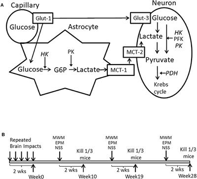 Chronic Neurobehavioral Impairments and Decreased Hippocampal Expression of Genes Important for Brain Glucose Utilization in a Mouse Model of Mild TBI